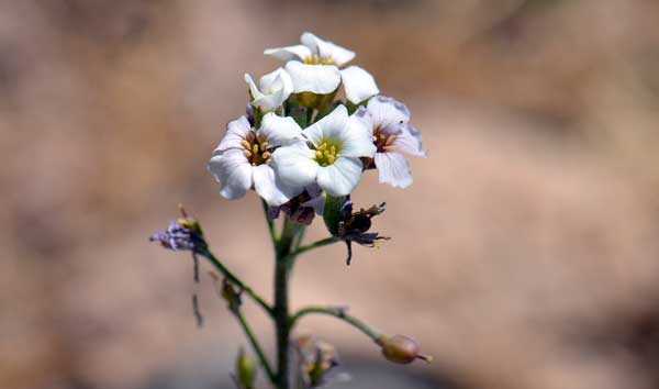 Lesquerella purpurea, Purple Bladderpod, Southwest Desert Flora